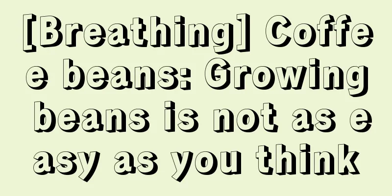 [Breathing] Coffee beans: Growing beans is not as easy as you think