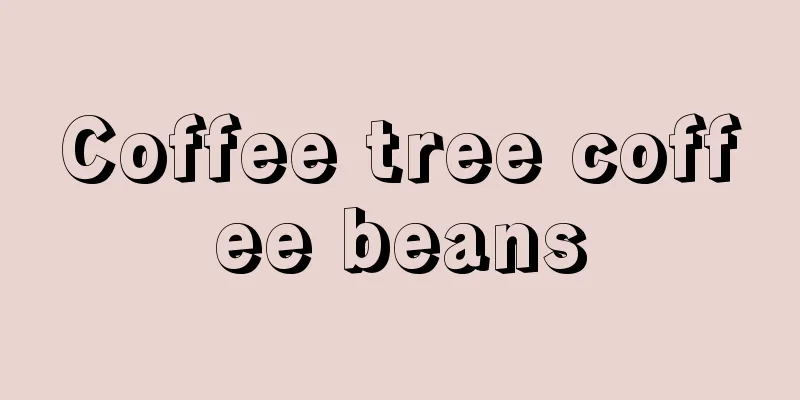 Coffee tree coffee beans