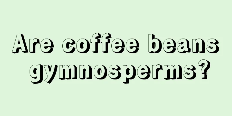 Are coffee beans gymnosperms?
