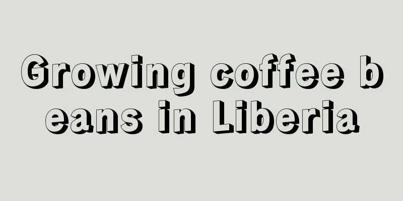 Growing coffee beans in Liberia