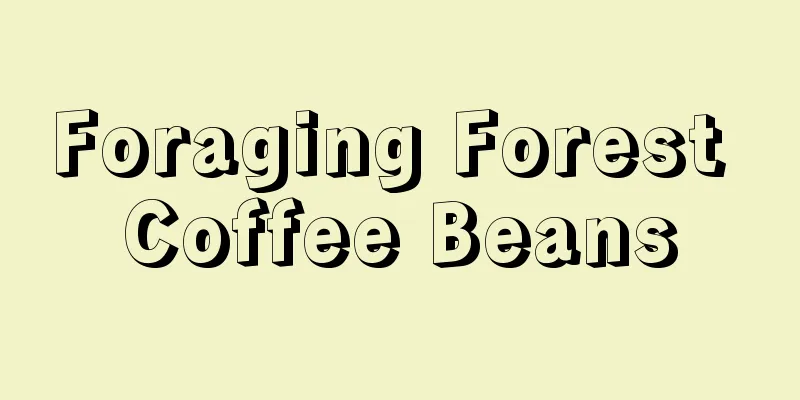 Foraging Forest Coffee Beans