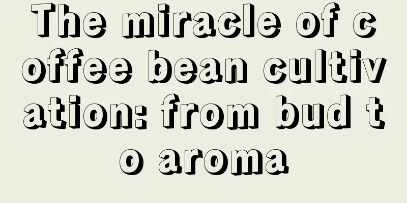 The miracle of coffee bean cultivation: from bud to aroma