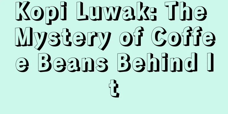 Kopi Luwak: The Mystery of Coffee Beans Behind It