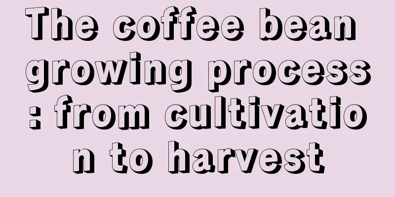 The coffee bean growing process: from cultivation to harvest