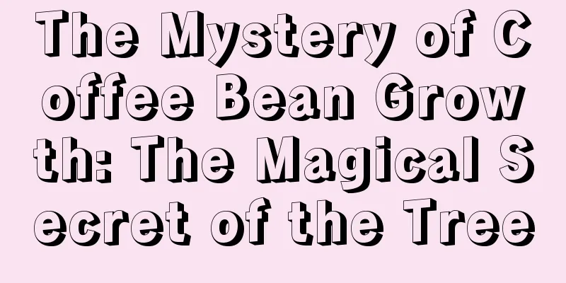 The Mystery of Coffee Bean Growth: The Magical Secret of the Tree