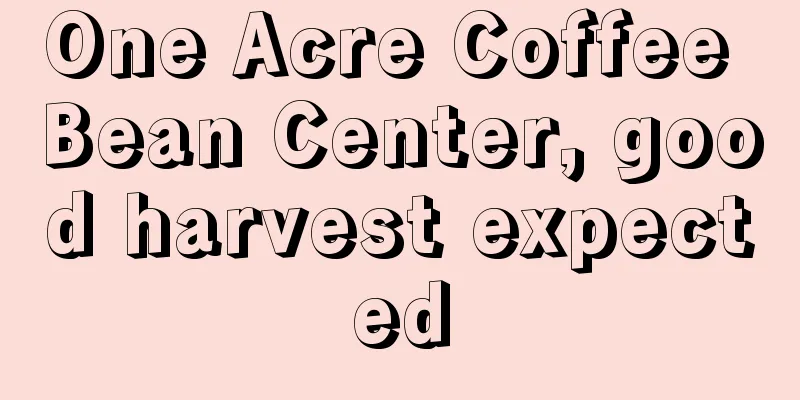 One Acre Coffee Bean Center, good harvest expected
