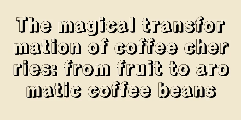 The magical transformation of coffee cherries: from fruit to aromatic coffee beans