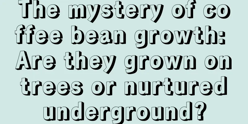 The mystery of coffee bean growth: Are they grown on trees or nurtured underground?