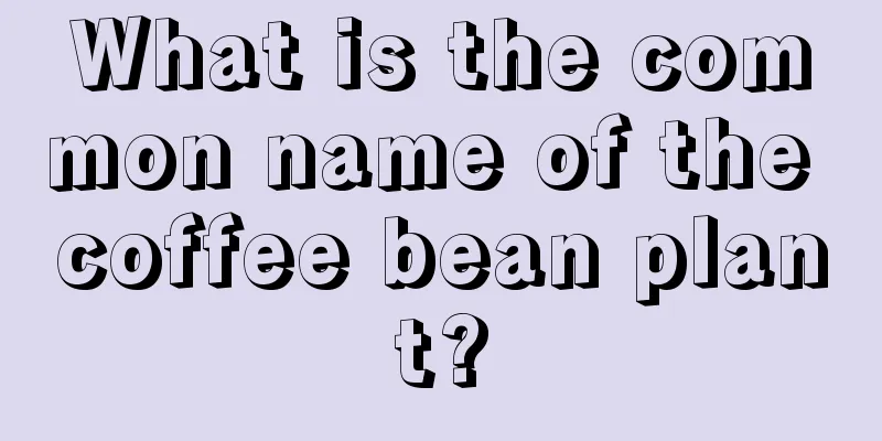 What is the common name of the coffee bean plant?