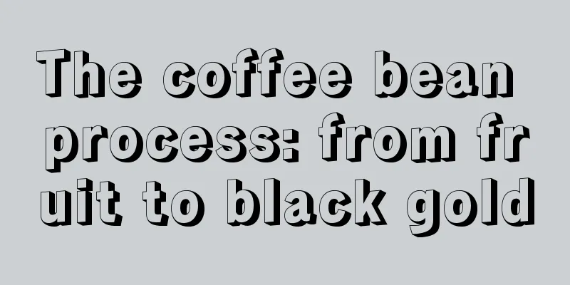 The coffee bean process: from fruit to black gold