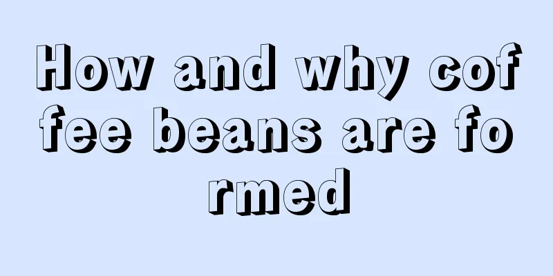 How and why coffee beans are formed