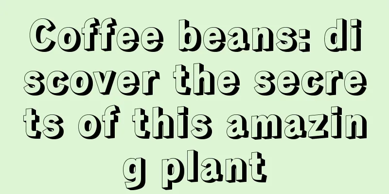 Coffee beans: discover the secrets of this amazing plant