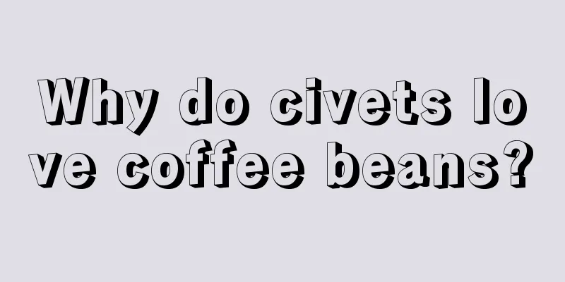 Why do civets love coffee beans?