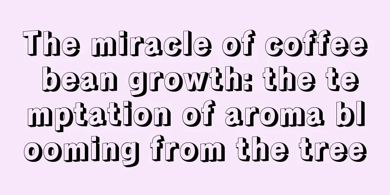 The miracle of coffee bean growth: the temptation of aroma blooming from the tree