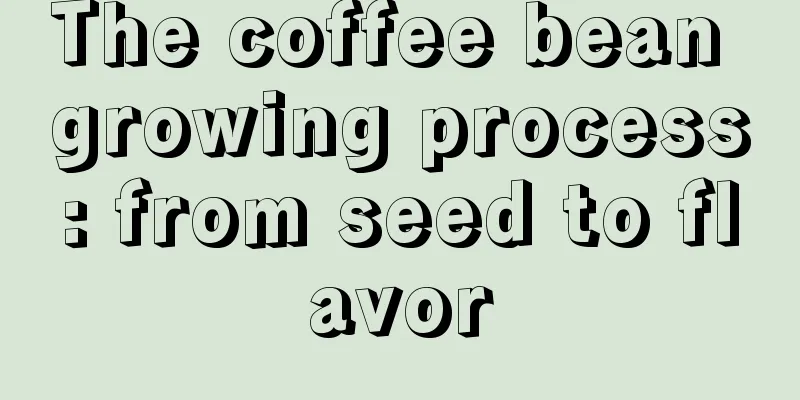 The coffee bean growing process: from seed to flavor