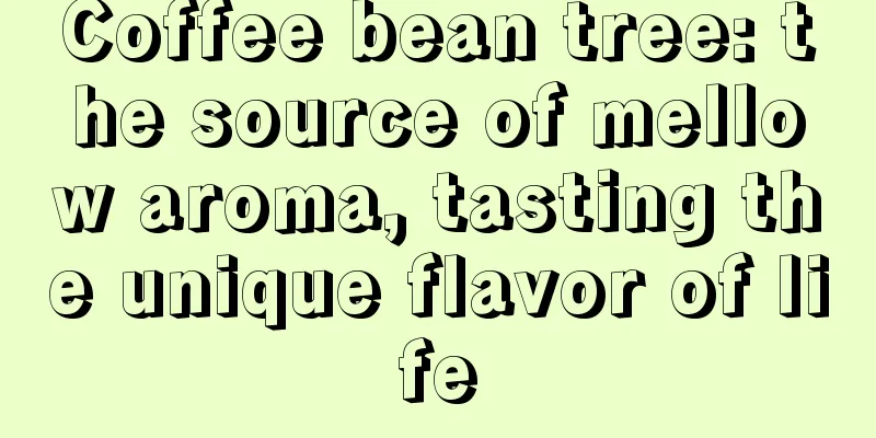 Coffee bean tree: the source of mellow aroma, tasting the unique flavor of life