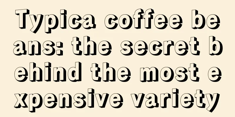 Typica coffee beans: the secret behind the most expensive variety