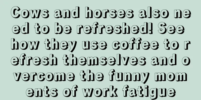 Cows and horses also need to be refreshed! See how they use coffee to refresh themselves and overcome the funny moments of work fatigue