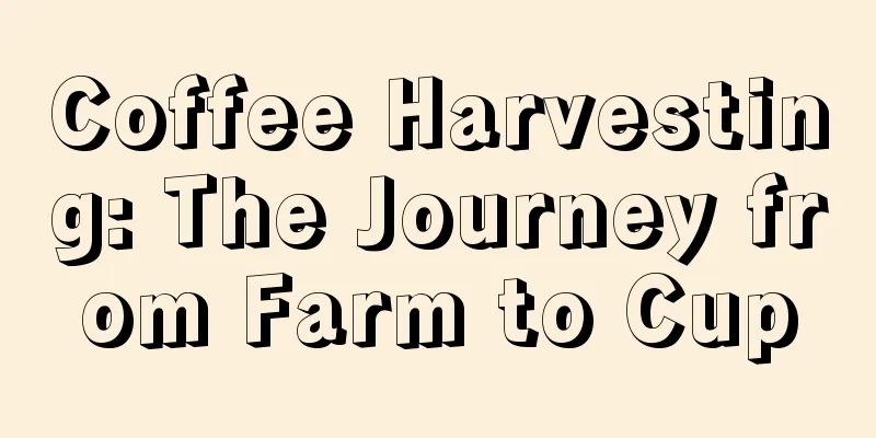 Coffee Harvesting: The Journey from Farm to Cup