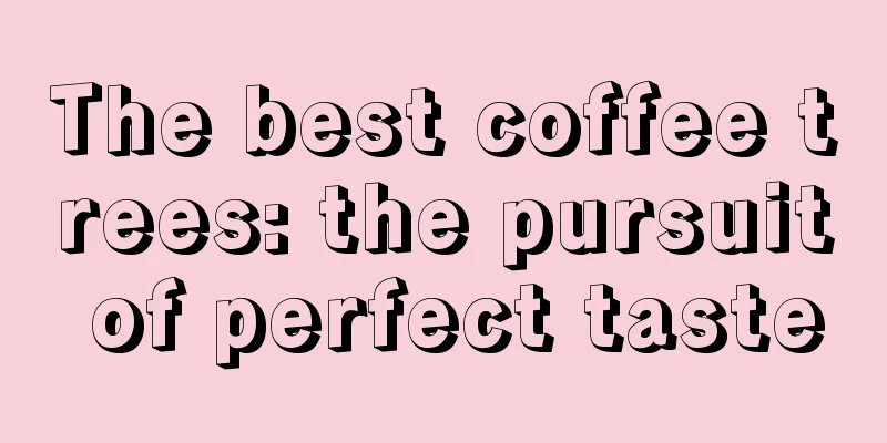 The best coffee trees: the pursuit of perfect taste