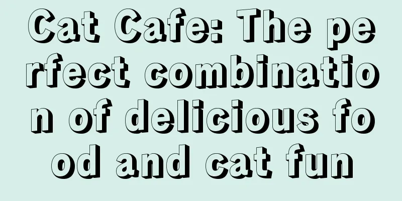 Cat Cafe: The perfect combination of delicious food and cat fun